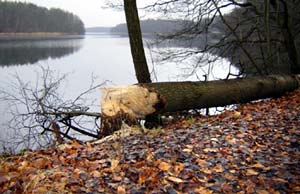 Natürlicher Baumfall (Biber)
